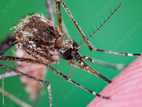 Obraz Dangerous Zika Infected Mosquito Skin Bite. Leishmaniasis, Encephalitis, Yellow Fever, Dengue, Malaria Disease, Mayaro or Zika Virus Infectious Culex Mosquito Parasite Insect Macro.