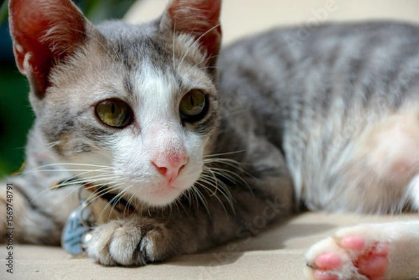 Fototapeta Resting Cat with Stripped Gray Fur and Green Eyes