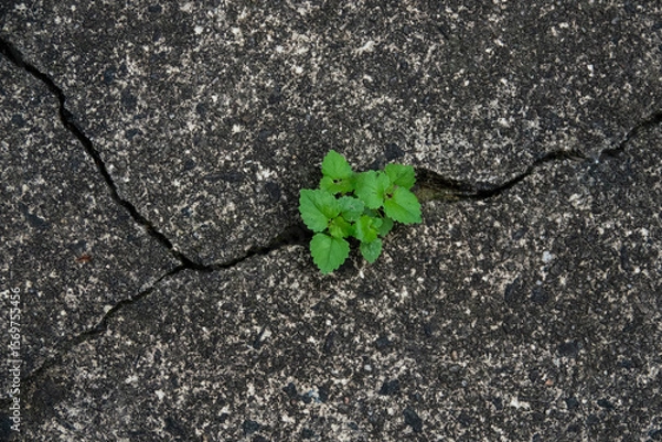Fototapeta A green plant spouts through a crack in concrete demonstrating the will to survive