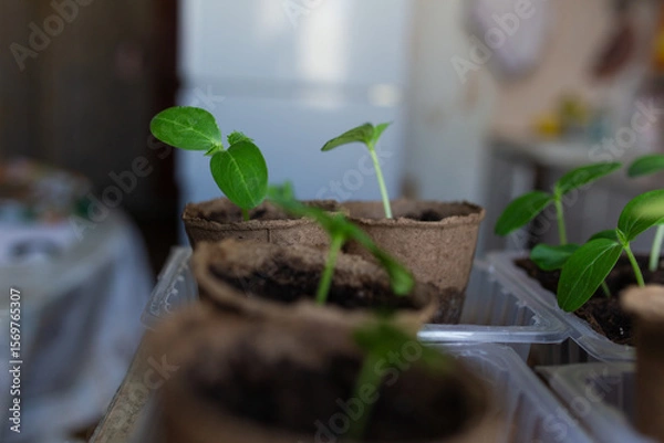 Fototapeta young seedlings grown in peat pots, placed in a plastic container near a window on a wooden background. Tomato and cucumber sprouts are growing stronger in the sun before being planted in a greenhouse