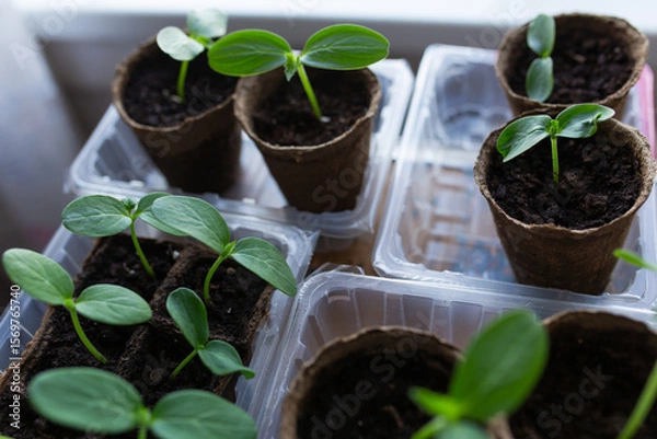 Fototapeta young seedlings grown in peat pots, placed in a plastic container near a window on a wooden background. Tomato and cucumber sprouts are growing stronger in the sun before being planted in a greenhouse