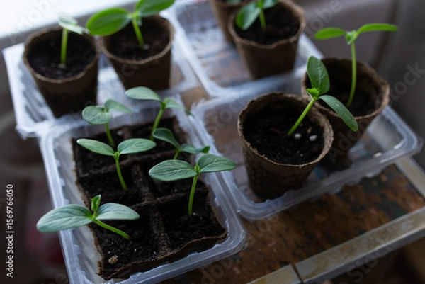 Fototapeta young seedlings grown in peat pots, placed in a plastic container near a window on a wooden background. Tomato and cucumber sprouts are growing stronger in the sun before being planted in a greenhouse