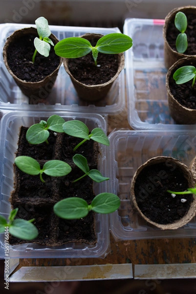 Fototapeta young seedlings grown in peat pots, placed in a plastic container near a window on a wooden background. Tomato and cucumber sprouts are growing stronger in the sun before being planted in a greenhouse