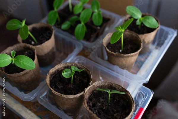 Fototapeta young seedlings grown in peat pots, placed in a plastic container near a window on a wooden background. Tomato and cucumber sprouts are growing stronger in the sun before being planted in a greenhouse