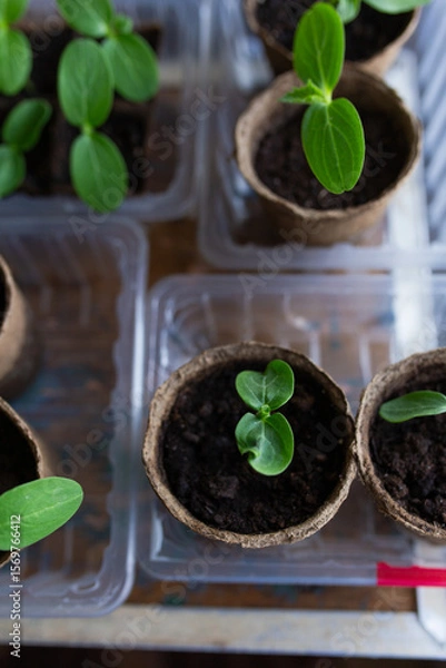 Fototapeta young seedlings grown in peat pots, placed in a plastic container near a window on a wooden background. Tomato and cucumber sprouts are growing stronger in the sun before being planted in a greenhouse