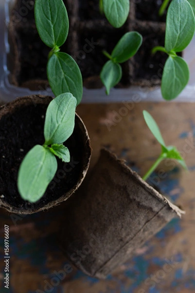 Fototapeta young seedlings grown in peat pots, placed in a plastic container near a window on a wooden background. Tomato and cucumber sprouts are growing stronger in the sun before being planted in a greenhouse
