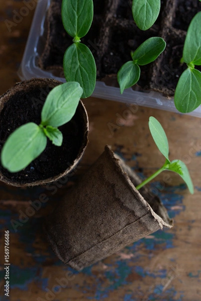 Fototapeta young seedlings grown in peat pots, placed in a plastic container near a window on a wooden background. Tomato and cucumber sprouts are growing stronger in the sun before being planted in a greenhouse