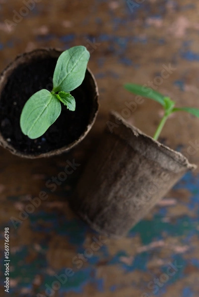 Fototapeta young seedlings grown in peat pots, placed in a plastic container near a window on a wooden background. Tomato and cucumber sprouts are growing stronger in the sun before being planted in a greenhouse