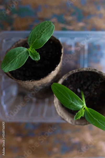 Fototapeta young seedlings grown in peat pots, placed in a plastic container near a window on a wooden background. Tomato and cucumber sprouts are growing stronger in the sun before being planted in a greenhouse