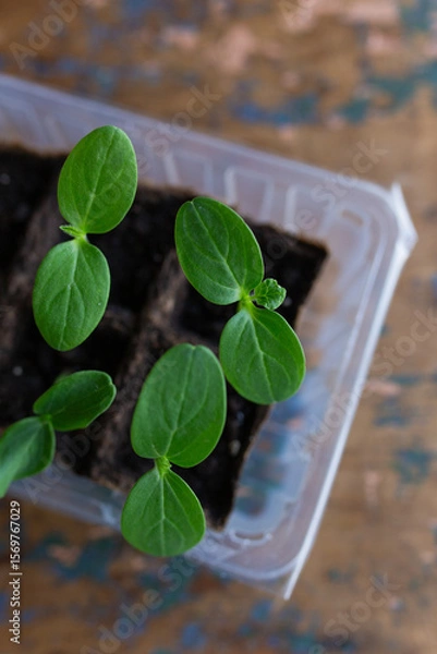Fototapeta young seedlings grown in peat pots, placed in a plastic container near a window on a wooden background. Tomato and cucumber sprouts are growing stronger in the sun before being planted in a greenhouse