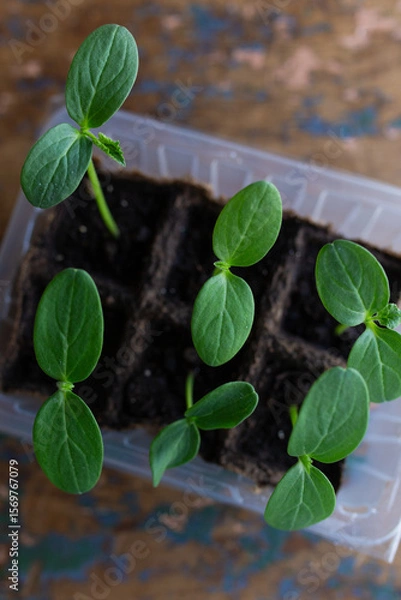 Fototapeta young seedlings grown in peat pots, placed in a plastic container near a window on a wooden background. Tomato and cucumber sprouts are growing stronger in the sun before being planted in a greenhouse