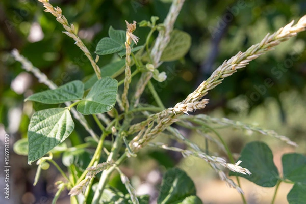 Fototapeta A stalk of corn with a green and brown bean stalk. The stalk is green and brown, and it is growing in a field