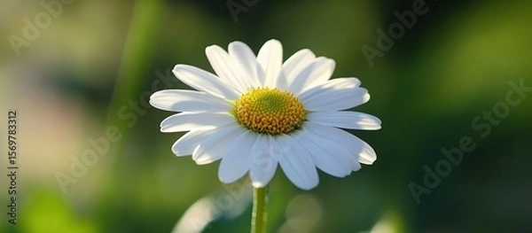 Obraz Close-up of a single white daisy