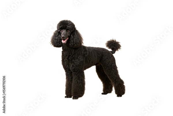 Fototapeta Black poodle dog with professionally groomed coat standing in classic show position with pom-pom tail, isolated on a transparent background
