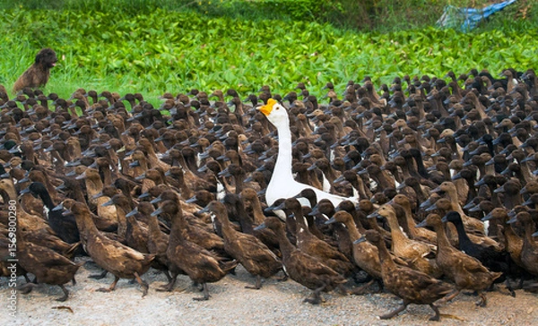 Fototapeta Duck herds,duck chase field,selective focus in Thailand
