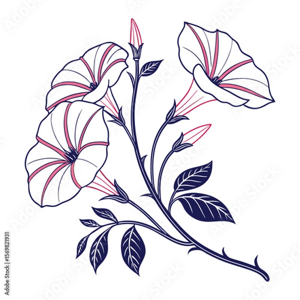 Obraz morning glory line art illustration on white background.