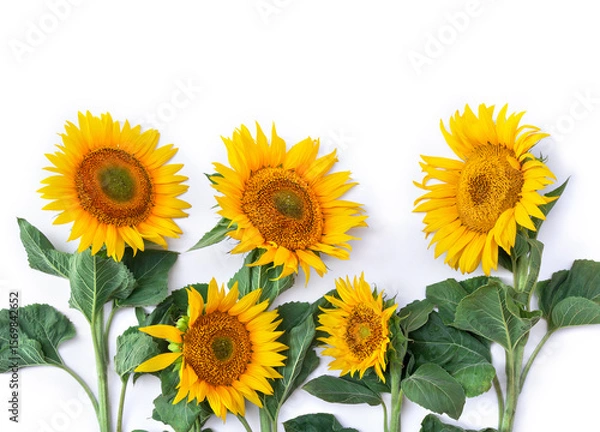 Obraz Yellow flower sunflower ( Helianthus annuus ) with leaves on a white background with space for text. Top view, flat lay
