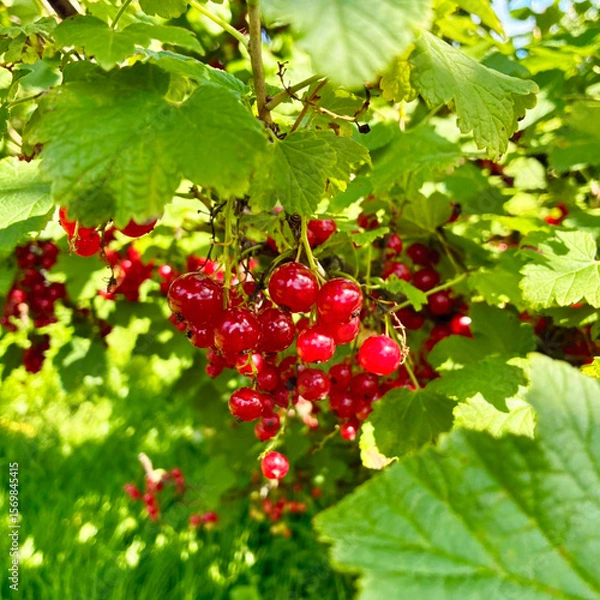 Obraz Close up of bunch of red currants on branch of currant bush. Ripe berries in sunny summer garden.