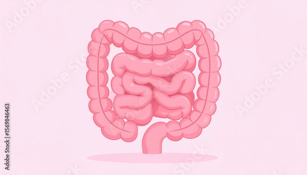 Fototapeta A stylized illustration of the human digestive system, showcasing the intestines and colon in detail.