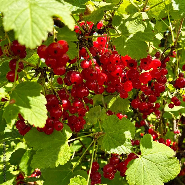 Obraz Bunch of red currants on branch of currant bush. Ripe berries in sunny summer garden.