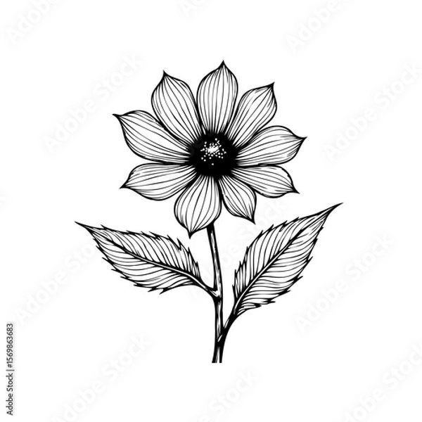 Fototapeta Detailed floral botanical illustration showcasing intricate line art of a daisy flower for artistic designs