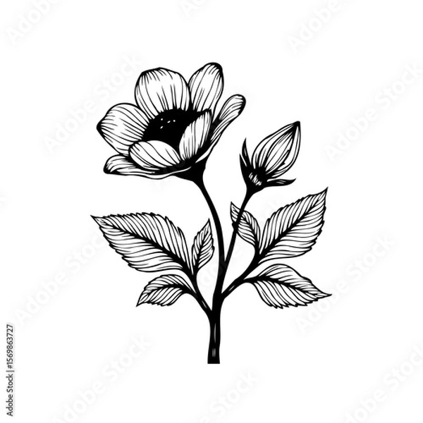 Fototapeta Elegant floral botanical illustration showcasing intricate line work depicting a blooming flower with leaves and bud
