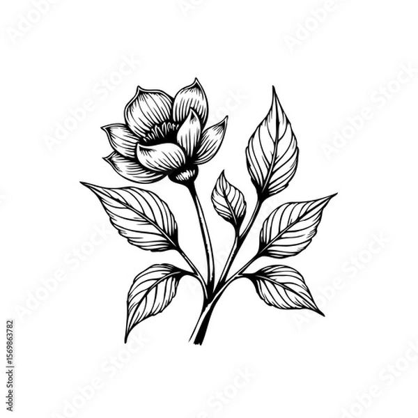 Fototapeta Elegant botanical illustration featuring a blooming flower with delicate petals and intricately veined leaves, showcasing floral artistry