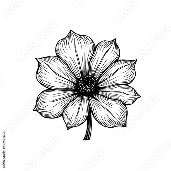 Fototapeta Elegant monochrome floral illustration with intricate line work showcasing a single flower design with delicate petals