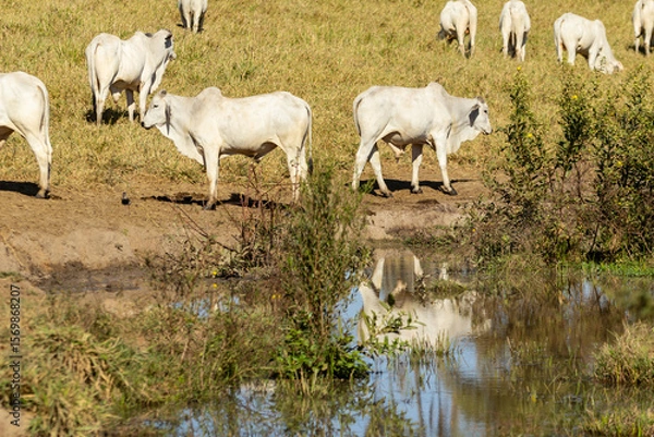 Fototapeta Rebanho pastando próximo à lagoa com reflexo na água.