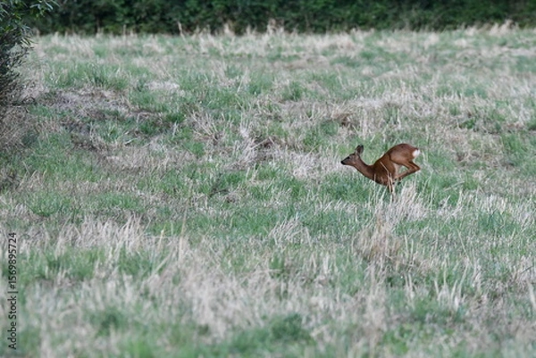 Obraz chevreuil
