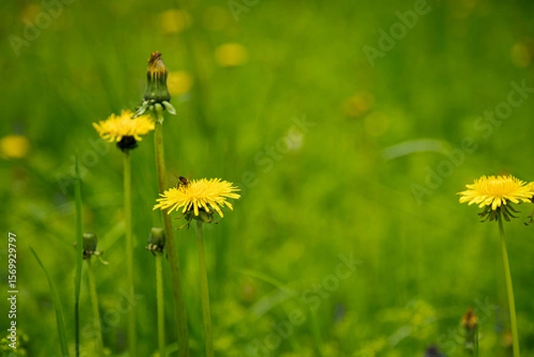 Obraz Bee on a yellow dandelion flower
