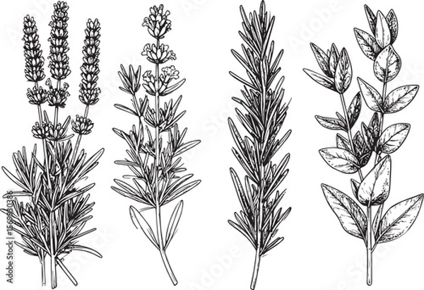 Obraz Herbal Aromatic Plant Collection