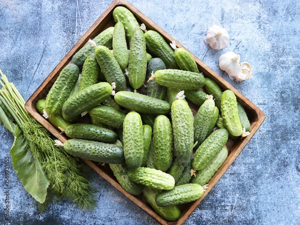 Fototapeta Cucumbers harvest in summer. Cucumbers for salads or canning with dill and garlic.