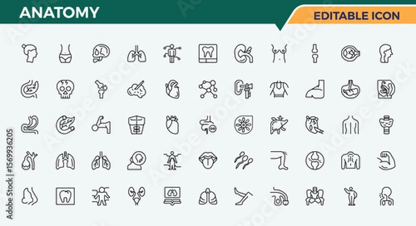 Fototapeta Anatomy icon set in linear style. Joint related icon set. Vector outline icons collection. It contains symbols to kidney, medicine, cell, structure, heart, digestive. Vector artwork and illustration.