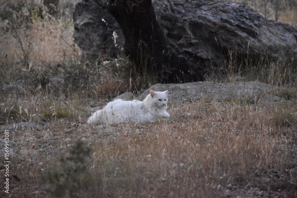 Obraz Another White Cat
