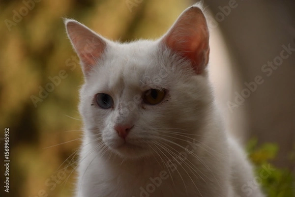 Fototapeta White Cat