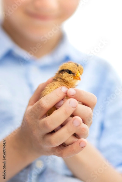 Fototapeta Happy little child playing with a yellow hatched little chick in his hands.Laughing child on farm with animal