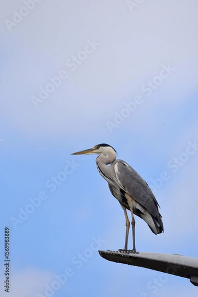 Obraz A shot from below of a grey heron bird, Ardea cinerea, standing on a lamppost, with a blue sky with clouds as backdrop. 