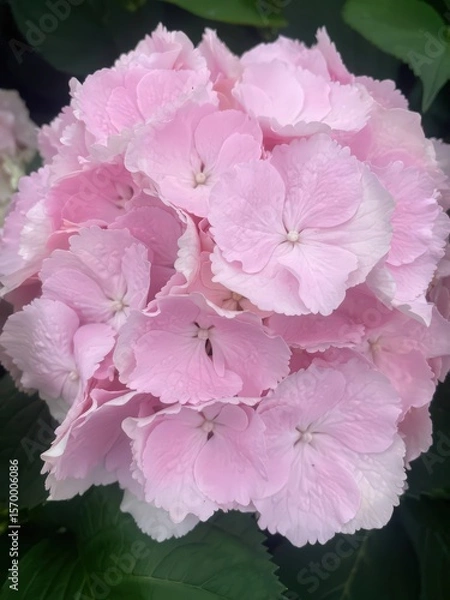 Obraz Beautiful pink petals Hydrangea macrophylla with green leaves close up