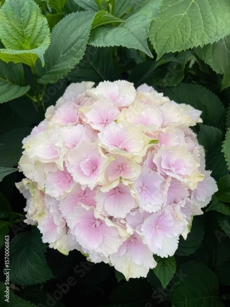 Obraz Beautiful white - pink Hydrangea large-leaved in a greenhouse close-up