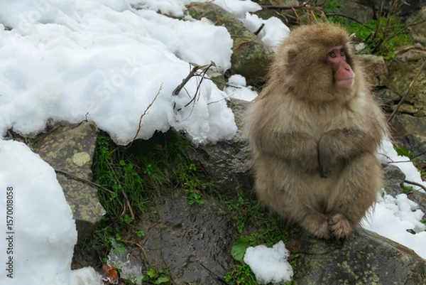 Fototapeta A Japanese snow monkey sits pensively on a rock where melting snow reveals green grass. This image captures a moment of transition in the rugged, seasonal landscape of Nagano, Japan.