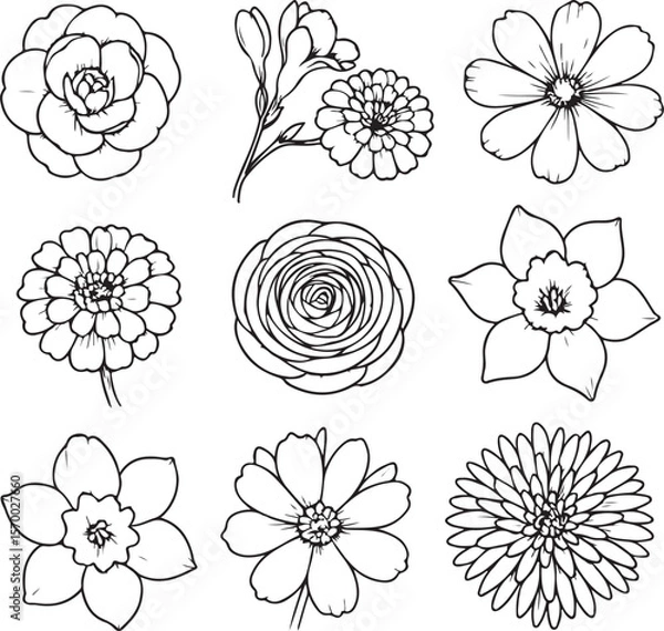 Obraz Collection of nine distinct floral line art illustrations featuring camellia rose daffodil zinnia and daisy outlines on a white background