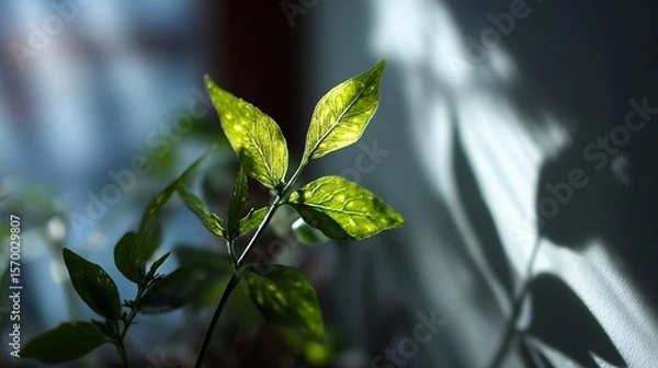 Fototapeta A plant with green leaves is illuminated by sunlight creating shadows on the wall