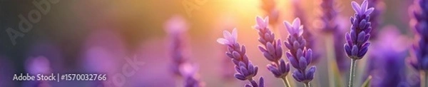 Fototapeta Serene Lavender Blossoms Sunlight Illuminates Fragrant Purple Buds, Creating a Calming and Peaceful Atmosphere Perfect for Relaxation and Meditation