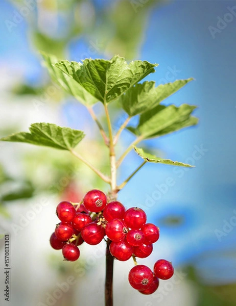 Obraz red currant on a branch