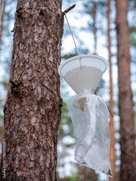 Obraz A nun moth trap hanging on a coniferous tree.