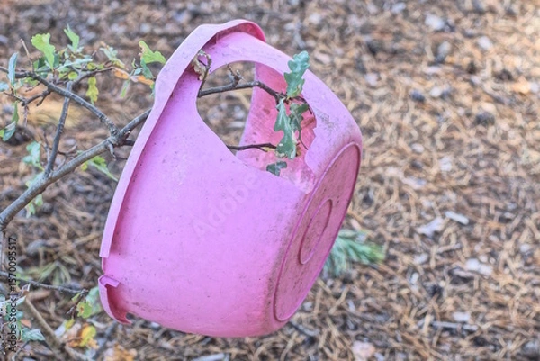 Fototapeta one old pink broken plastic bowl with a big hole and cracks hanging on a thin little tree on a summer street in the forest