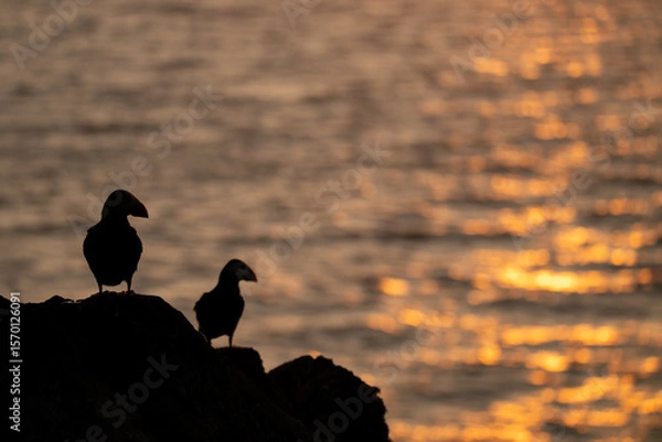 Obraz Puffins looking at sunset reflections