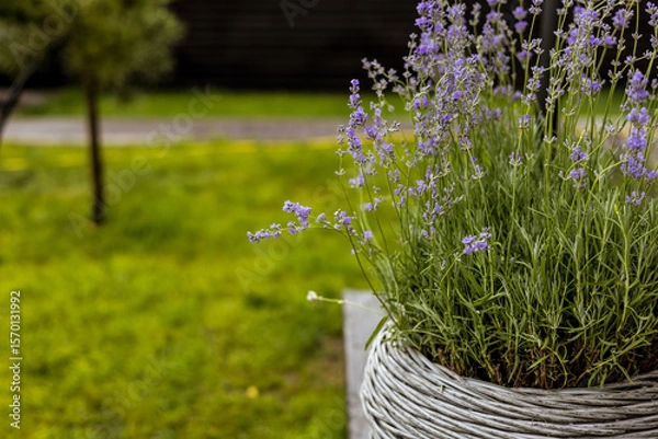 Fototapeta Beautiful purple lavender flowers flourish in a woven basket outdoors in a garden setting. A close-up shot of lavender flowers in a woven basket with a blurred background of green grass and a tree.