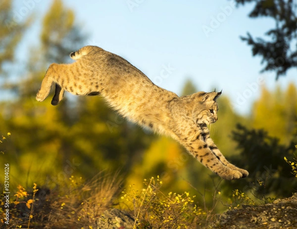 Fototapeta Leaping Bobcat